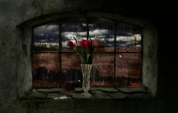 FlowersInTheWindow